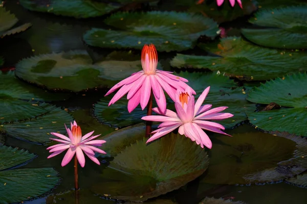 Stock image Pink water lilies in the pond. Nymphaeaceae is a family of flowering plants, commonly called water lilies.