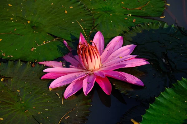 Pink Water Lily Pond Nymphaeaceae Family Flowering Plants Commonly Called — Stock Photo, Image