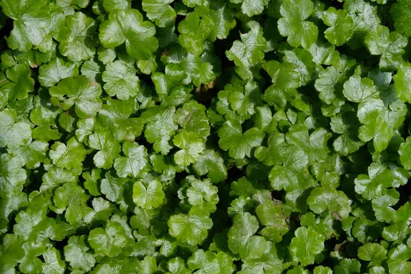 Hydrocotyle ranunculoides, Apiaceae familyasından bir su bitkisidir..