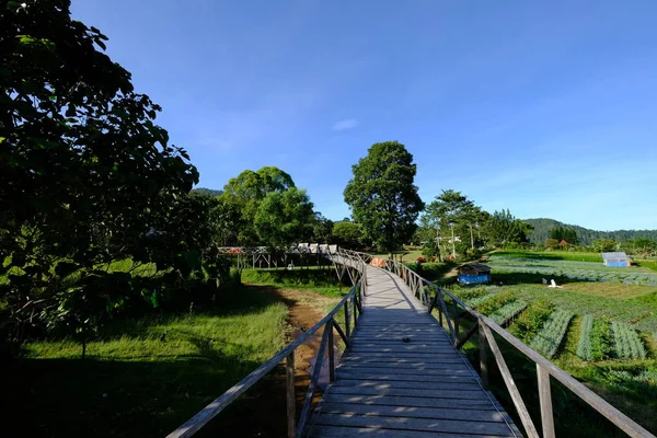 Dřevěný Chodník Vede Lesa Dřevěný Most Tropickém Závodě — Stock fotografie