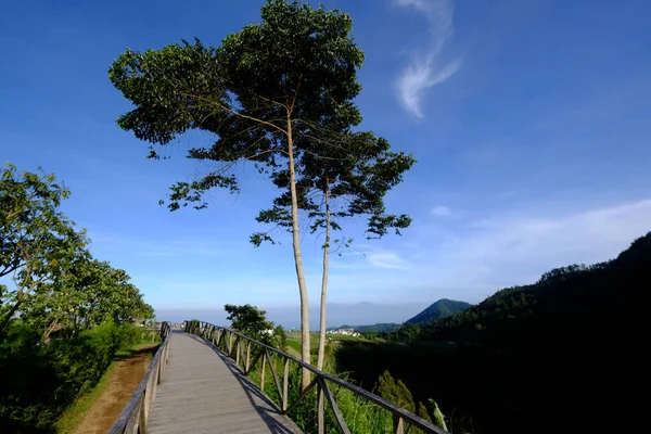 Tahta Geçit Bir Ormana Açılır Tropik Bitkide Ahşap Köprü — Stok fotoğraf