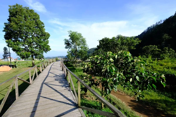 Passerella Legno Conduce Una Foresta Ponte Legno Pianta Tropicale — Foto Stock