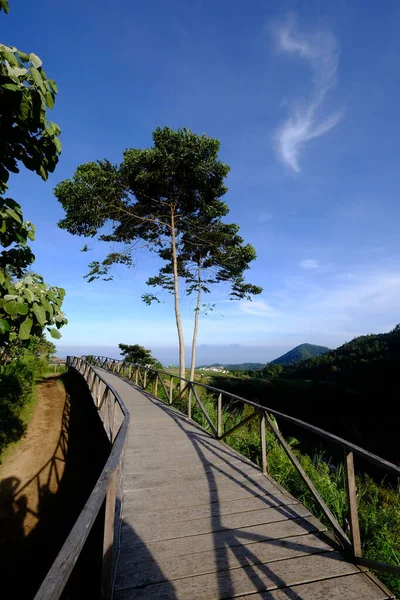 Wooden walkway leads to a forest. Wooden bridge in tropical plant.