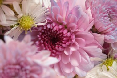 Güzel beyaz ve pembe kasımpatılar bir bukette