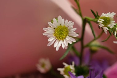 pembe bir arka plan üzerine güzel çiçekler