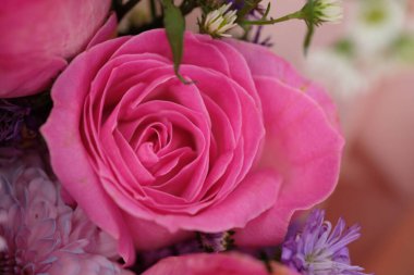 mooie roze rozen close-up