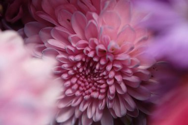 beautiful chrysanthemum flowers close up  clipart