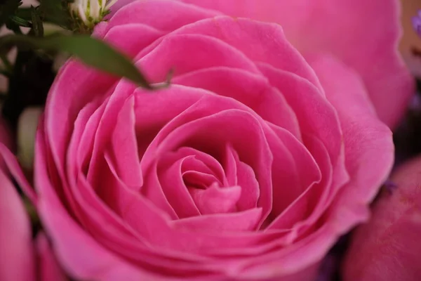 美しいピンクのバラの花の終わり — ストック写真