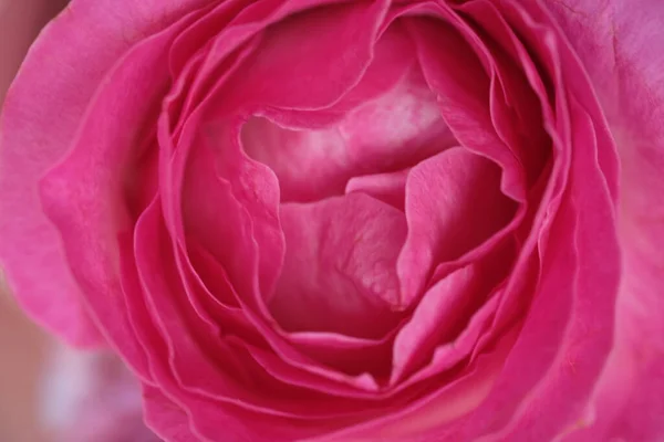 Güzel pembe gül, yakın çekim. 