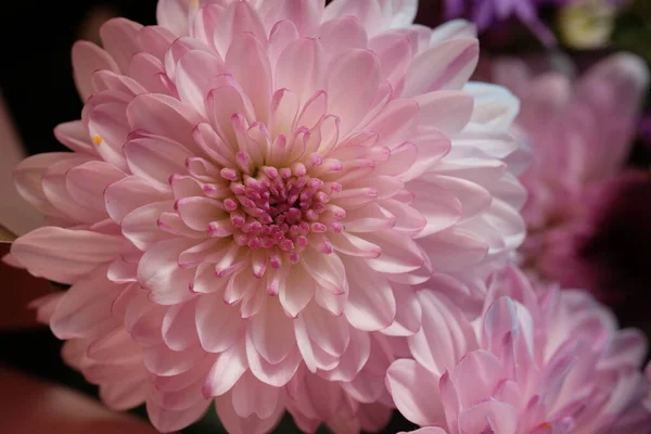 Pembe kasımpatının yakın görüntüsü