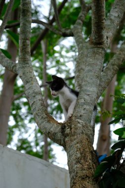 Ağaçtaki güzel bir kedi yavrusunun yakın plan fotoğrafı.
