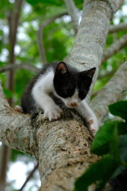 Güzel bir kedi yavrusunun yakın çekimi.