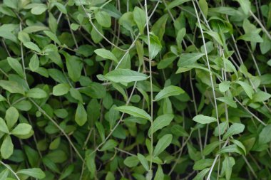 Arka planda yeşil yapraklar olan güzel bitki, kapat