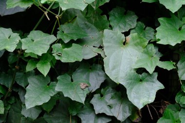 Gotu kola tarlalarda ve tarlalarda yetişen vahşi bir bitkidir. Bu bitki, Güneydoğu Asya, Japonya 'ya yayılmış tropikal Asya' dan geliyor. Gotu kola kaplaması. Centella asiatica. İlaç bitkileri. Pegagan.