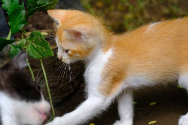 Şirin kedi. Mavi gözlü sevimli evcil kedi. turuncu beyaz kürk. Bahçedeki kısa saçlı kedi..