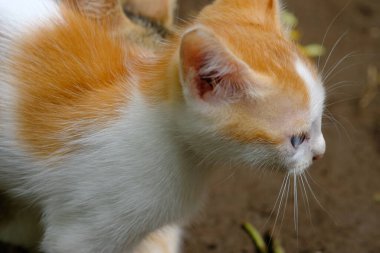 Şirin kedi. Mavi gözlü sevimli evcil kedi. turuncu beyaz kürk. Bahçedeki kısa saçlı kedi..