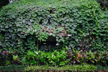 Yeşil sarmaşık bitkileri.