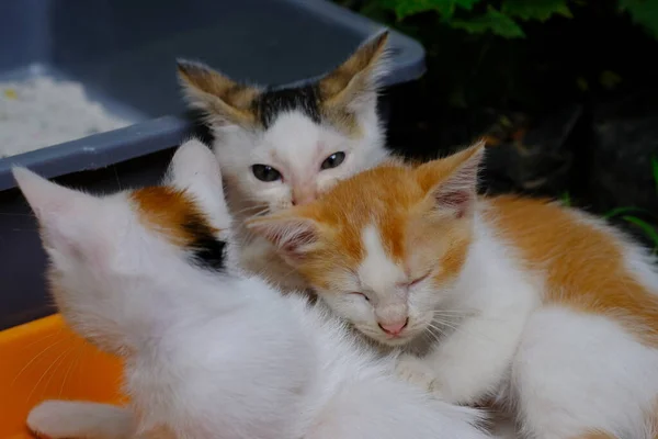 Милые Кошки Вместе Заднем Плане — стоковое фото