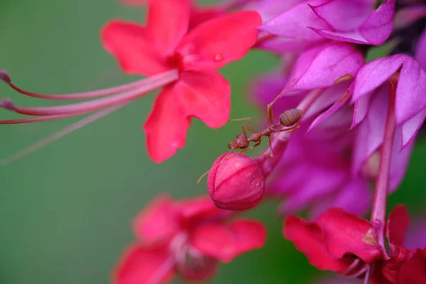 Clerodendrum Thomsoniae Species Flowering Plant Genus Clerodendrum Bleeding Heart Vine — Stock Photo, Image