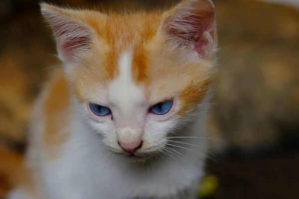 Cuki Macska Kék Szemű Cuki Házimacska Narancssárga Fehér Szőrme Rövid — Stock Fotó