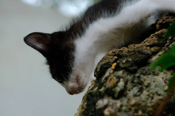 Een Close Shot Van Een Mooi Kitten — Stockfoto