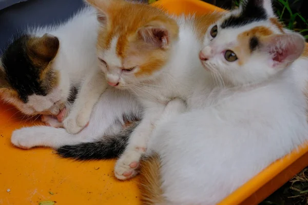 Милые Кошки Вместе Заднем Плане — стоковое фото