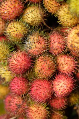 Rambutan, Sapindaceae familyasına ait bir tropikal bitkidir..