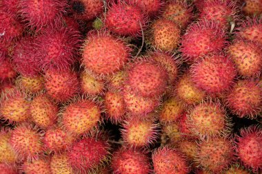 Rambutan, Sapindaceae familyasına ait bir tropikal bitkidir..
