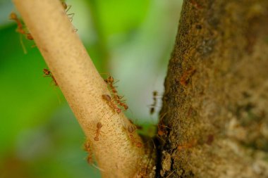 Karıncalar, bitki örtüsü.
