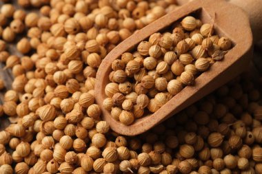 Kişniş otu Apiaceae familyasından yıllık bir bitkidir. Dhania ya da kişniş olarak da bilinir. Coriandrum sativum. Ahşap masada kişniş. Tahta kaşık.