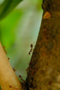 Karıncalar, bitki örtüsü.