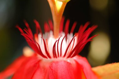 Passiflora vitifolia, Güney Amerika ve Güney Amerika 'da yaşayan bir Passiflora türüdür. Parlak kırmızı çiçek. makro fotoğrafçılık.