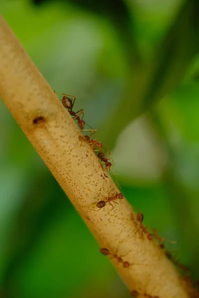 Semut Serangga Dedaunan Flora — Stok Foto