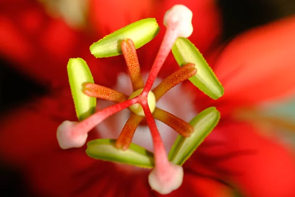 Detailní Záběr Passiflora Vitifolia Parfémované Mučenky Druh Passiflora Původem Jižní — Stock fotografie