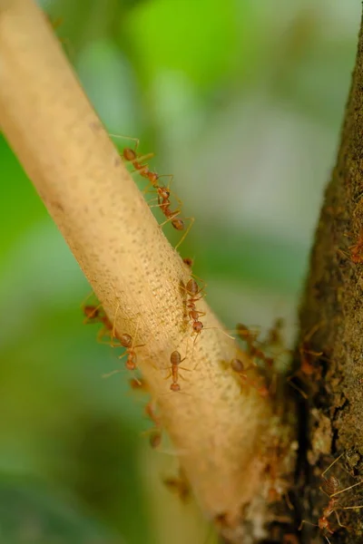 Mravenčí Hmyz Listoví Rostlin — Stock fotografie