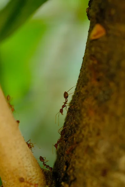 Mrówki Owady Liście Flory — Zdjęcie stockowe