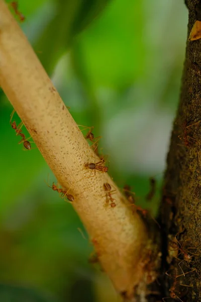 Ameisen Insekten Flora Laub — Stockfoto