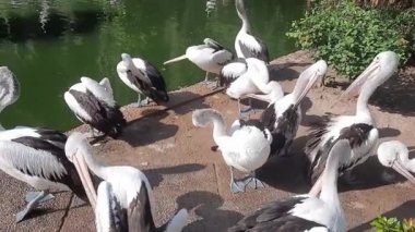 Bir grup Avustralyalı Pelikan ya da Pelecanus Conspicillatus hayvanat bahçesinde