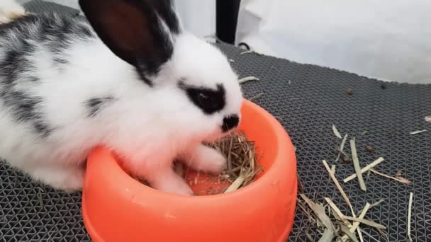 Conejo Comiendo Heno Pellets Tazón Naranja — Vídeos de Stock