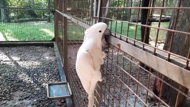 Uccello Cacatua Nella Sua Gabbia Cacatua Crestato Salmone Noto Anche — Video Stock