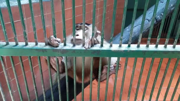 Macaco Engraçado Gaiola Macaco Pensativo Sua Gaiola Macaco Cauda Porco — Vídeo de Stock