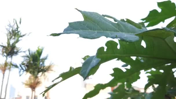 木瓜叶子在风中飘扬 — 图库视频影像