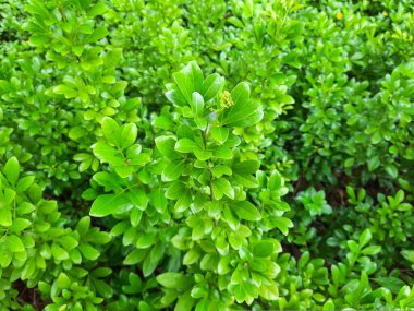 Küçük yeşil yapraklı bitkinin yakın çekimi