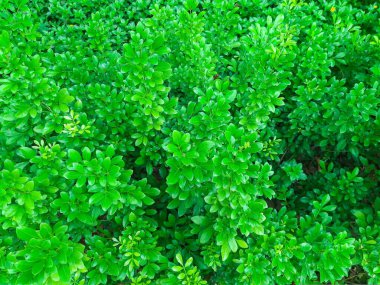 Küçük yeşil yapraklı bitkinin yakın çekimi