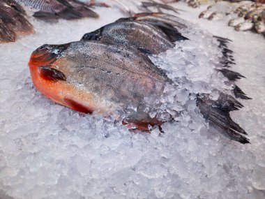 bir süpermarkette buz üzerinde taze balık