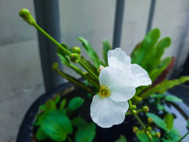 Beyaz çiçekli güzel bir su bitkisi