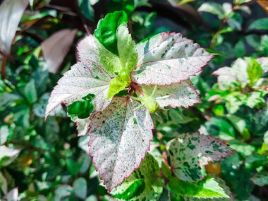 Hibiscus çiçeği henüz bahçede çiçek açmadı.