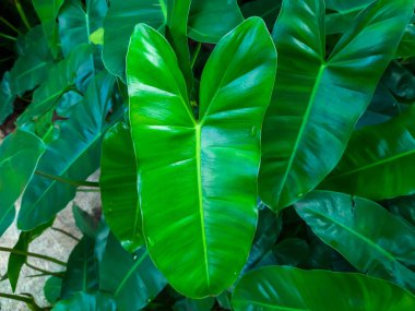 Bahçedeki marx bitkisinin yeşil yaprakları.