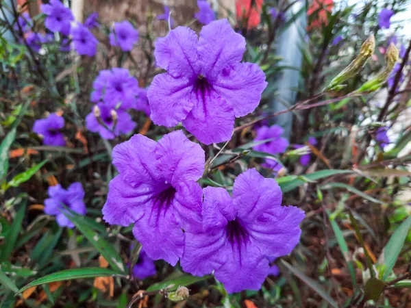 stock image Purple flower of Mexican petunias or Ruellia simplex at the garden