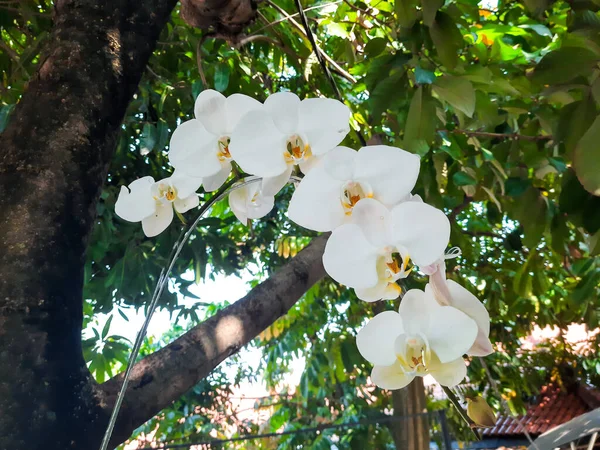 Close Flor Orquídea Branca Sob Árvore Fora — Fotografia de Stock
